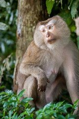 Naklejka na ściany i meble Detail Portrait von einem Makaken Afffen welcher auch long tailed, crab-eating or cynomolgus macaque genannt wird