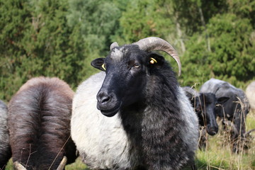 Heidschnucken Portrait