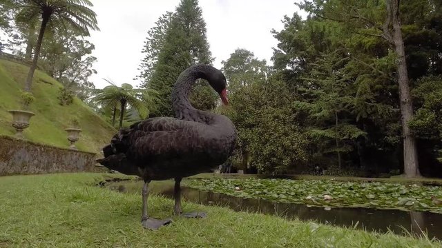 Schwarzer Schwan