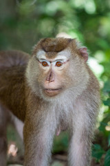 Detail Portrait von einem Makaken Afffen welcher auch long tailed, crab-eating or cynomolgus macaque genannt wird