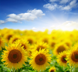  sunflowers and sun