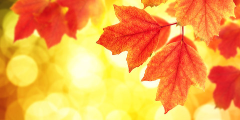 Naklejka na ściany i meble branch with autumn leaves