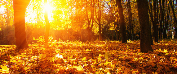Fototapeta na wymiar autumn trees on sun