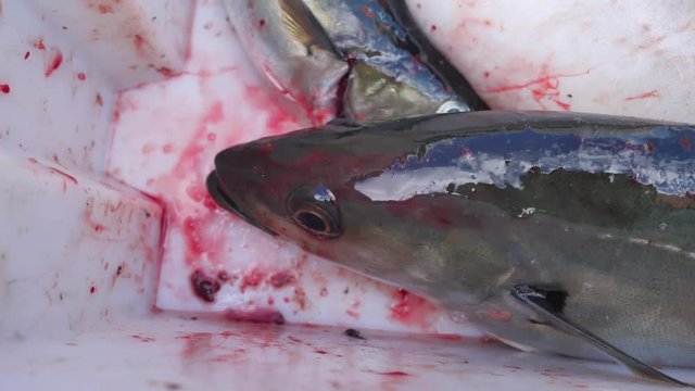 Freshly caught Coalfish  in black plastic crate with other catches. The fish last opening his mouth and gasped.