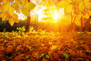  Autumn leaves on the sun