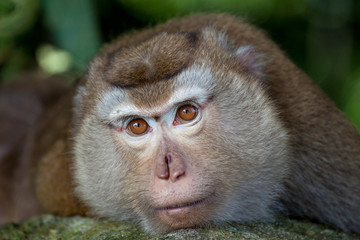 Detail Portrait von einem Makaken Afffen welcher auch long tailed, crab-eating or cynomolgus macaque genannt wird