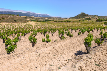 Vineyard with Davaillo castle as background, La Rioja, Spain