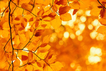  Autumn leaves  background.