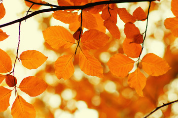 Autumn leaves  background.