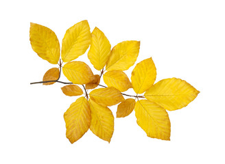  autumn leaves isolated on white