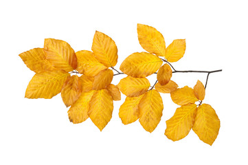  autumn leaves isolated on white