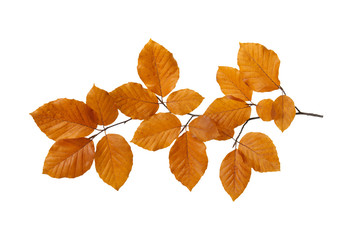  autumn leaves isolated on white