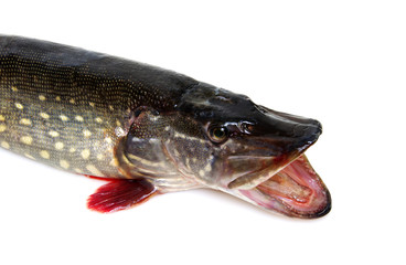  Pike isolated on white