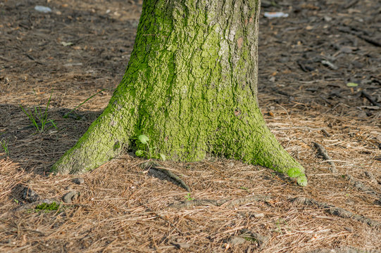 Pine-tree trunk in moss