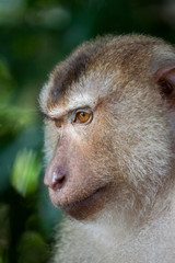 Fototapeta premium Detail Portrait von einem Makaken Afffen welcher auch long tailed, crab-eating or cynomolgus macaque genannt wird