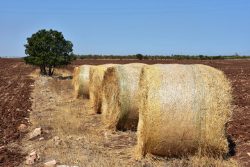 terra di Puglia