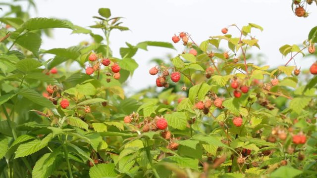 Branch of ripe red raspberry in sunny day