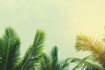 Copy space of tropical palm tree with sun light on sky background.