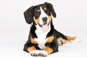 S&uuml;&szlig;er Hund 6