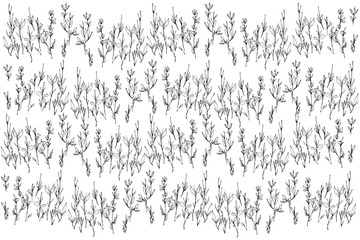  background sketch of a plant growing in a field