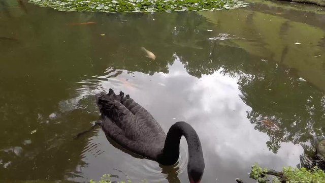 Schwarzer Schwan
