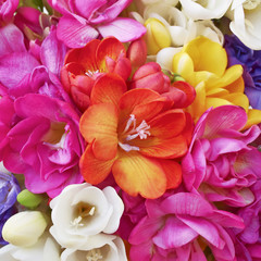 colorful freesias bouquet closeup, floral background