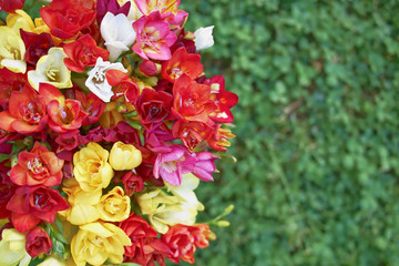 freesia flowers on green grass background, space for typing