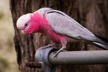Galah or Rose Breasted Cockatoo on a fence