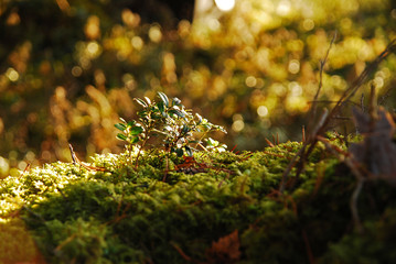 Blueberry bush in a forest 