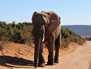 Fototapeta na wymiar Elefant im Addo Elephant National Park, Südafrika