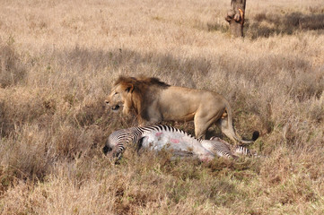 Lion attacks zebra 7