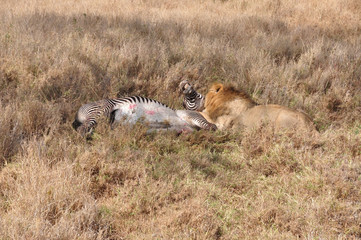 Lion attacks zebra 6
