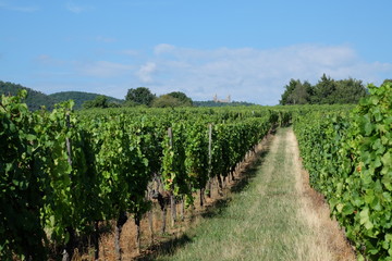Fototapeta na wymiar Paysage d'Alsace, proche de Mittelbergheim. Vue sur le chateau d'Andlau avec des vignes au premier plan.