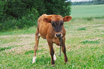 Brown calf on a pasture 
