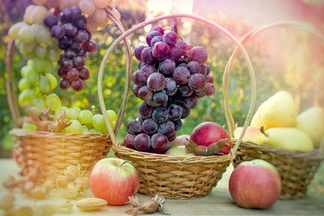 Grapes in wicker basket - autumn harvest, seasonal fruits