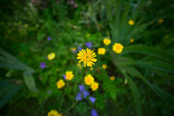 A small yellow flower in the garden on a blurred natural background, Cota tinctoria, Anthemis
