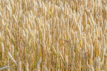 Fototapeta premium Cereal field ready for harvesting