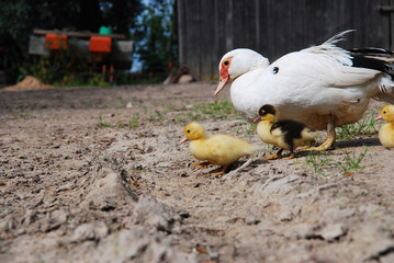 Ducklings with their mother