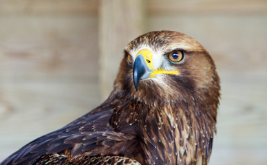 Close up of a Caracara head and beak