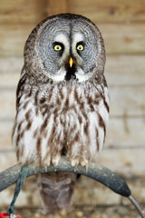 Portrait of a great owl looking directly at camera