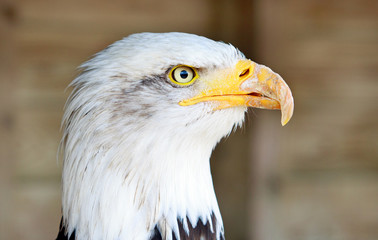 side profile of a bald eagle with yellow hooked beak