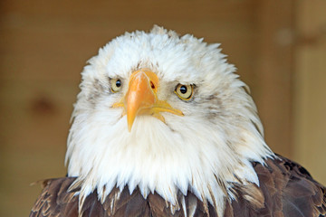 close up of  a large juvenile bald eagle face with a plain background
