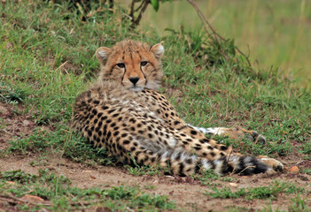 Young Cheetah cub resting on the plains of the masai mara in Kenya