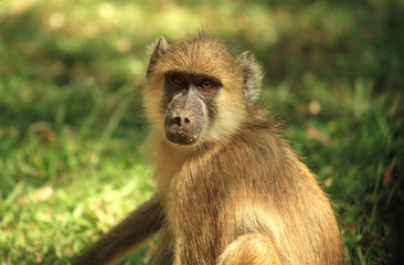Obraz premium Baboon lit by golden sunlight in South Luangwa, Zambia