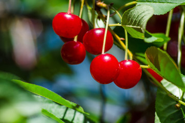 Cherry bunches on a tree