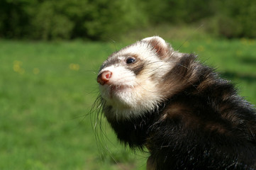 Sable ferret on a blurred green background