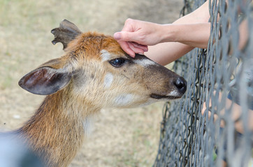 Visitors to the zoo caress by a deer