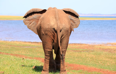 Back end of an african elephant with lake kariba in the background