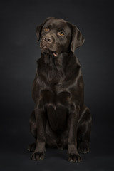 Brauner Labrador im Studio