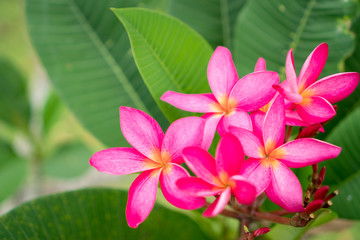 Copy space of Plumeria (Frangipani) flower or Leelawadee Thailand name.